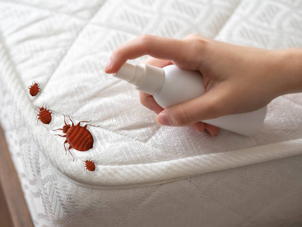 Best Local Pest Control Services  in Grove City, OH