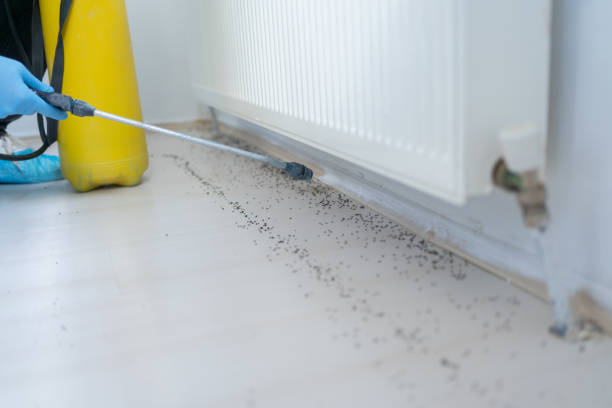 Best Rat Extermination Near Me  in Grove City, OH